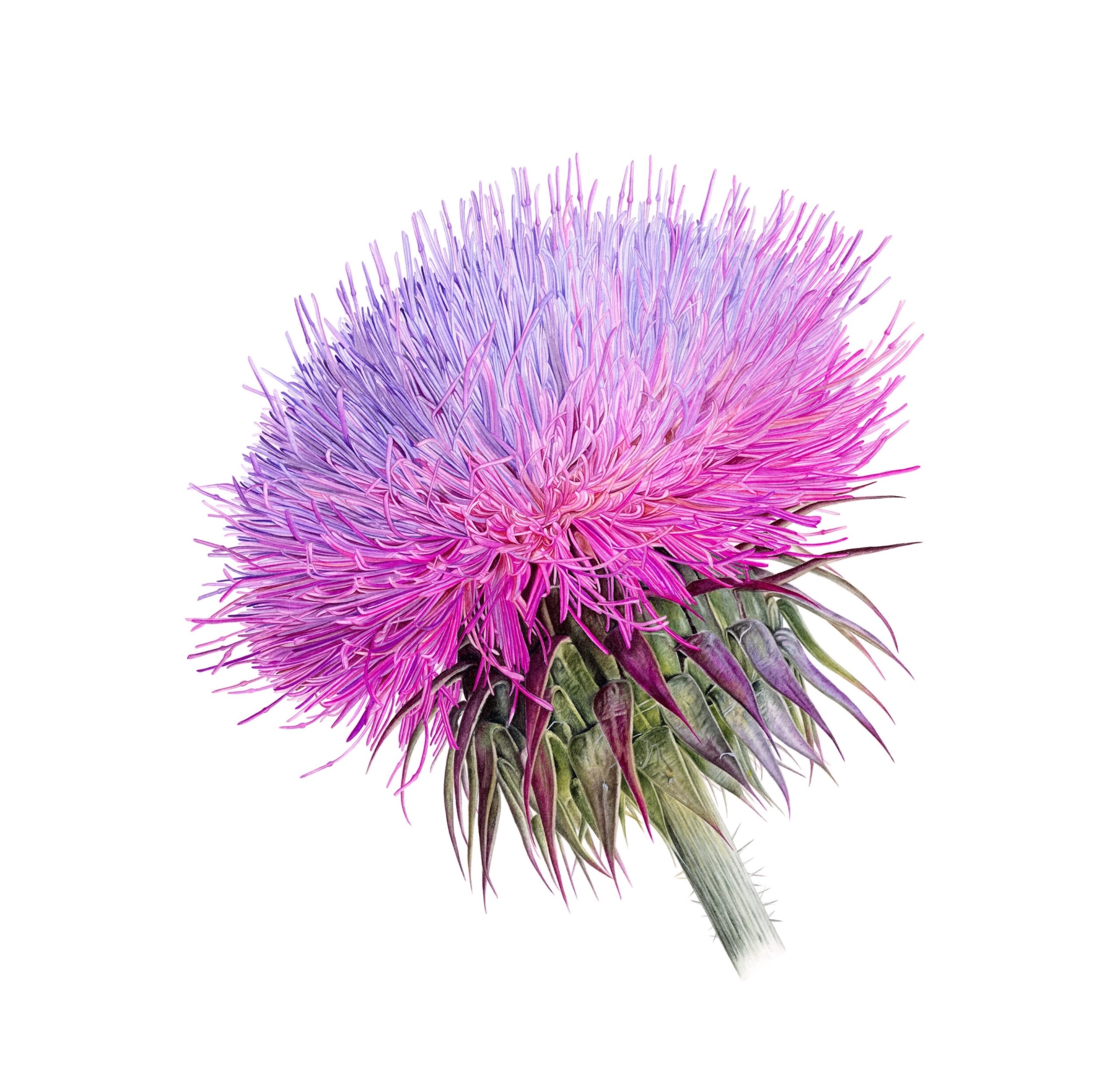 ANADOLU’NUN BİTKİ MİRASI SALT BEYOĞLU’NDA…